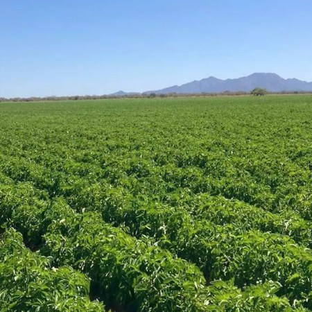 Iniciativas de eficiencia hídrica, agricultura de precisión y plataformas digitales de Bayer permitieron ahorrar 205.8 millones de m³ de agua en México, en un contexto de presión creciente sobre la seguridad alimentaria.