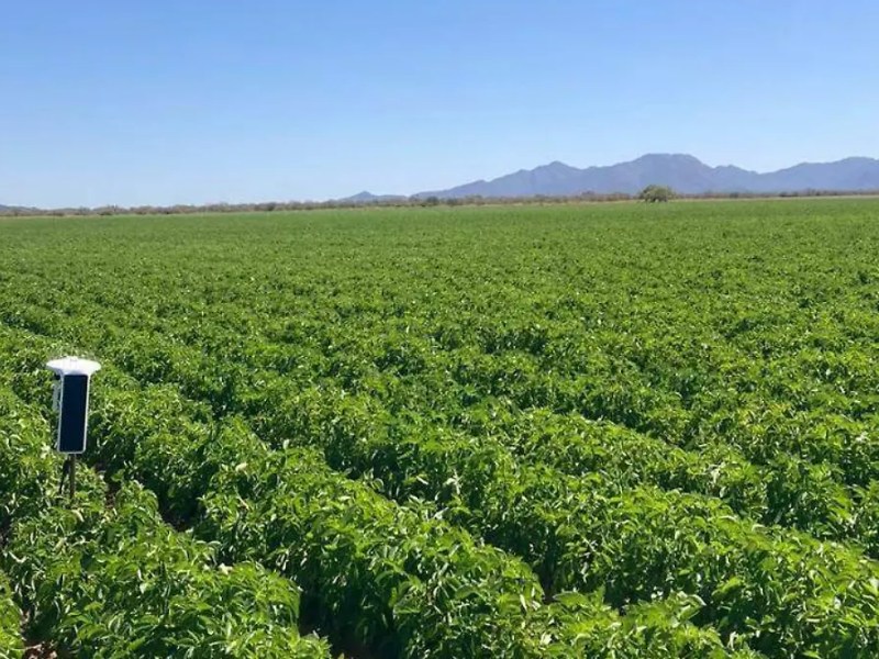 Tecnología agrícola de Bayer permite ahorrar 205 millones de m³ de agua en México