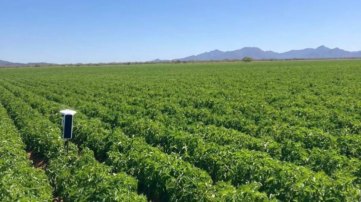 Iniciativas de eficiencia hídrica, agricultura de precisión y plataformas digitales de Bayer permitieron ahorrar 205.8 millones de m³ de agua en México, en un contexto de presión creciente sobre la seguridad alimentaria.
